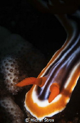 Chromodoris nudibranch by Michal Štros 